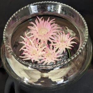 Imported Fish Bowl Glass Bowl